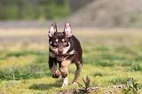 WORKING KELPIE 137